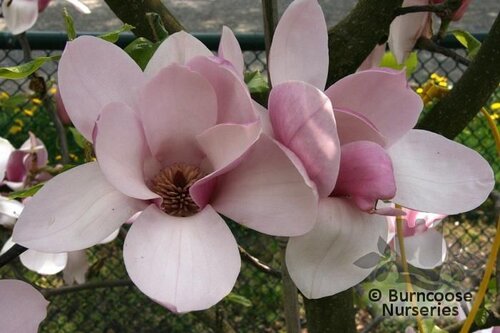 MAGNOLIA 'Purple Globe'  
